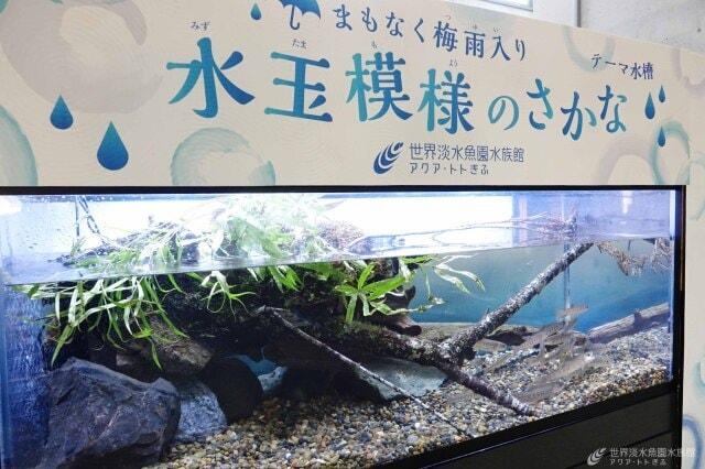 テーマ水槽「水玉模様のさかな」