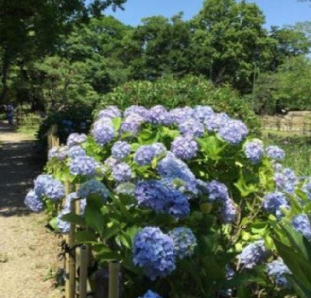 【あじさい・見ごろ】鶴舞公園