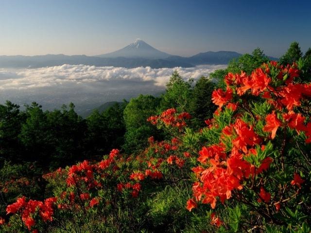 【花・見ごろ】甘利山レンゲツツジ