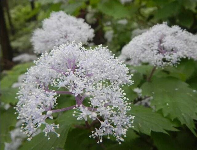 梅雨の苔歩き 森の宝石「コアジサイ」をたずねて
