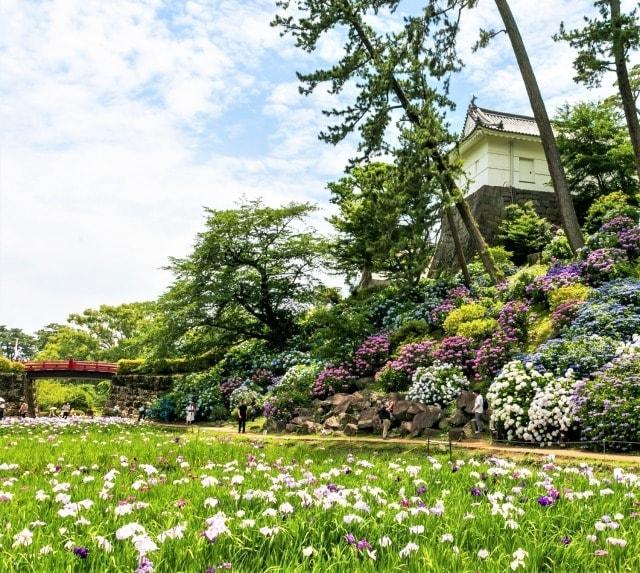 令和5年度小田原城あじさい花菖蒲まつり