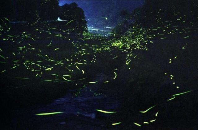 第20回 手づくり ほたる祭り in 俵山