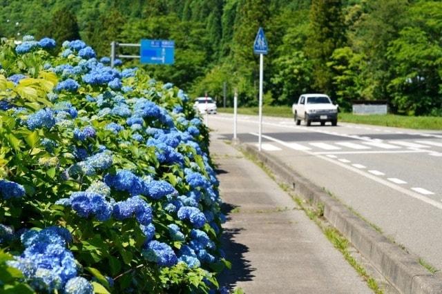 【あじさい・見ごろ】越中西街道アジサイロード