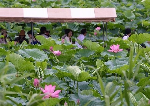 夏の城沼花ハスまつり