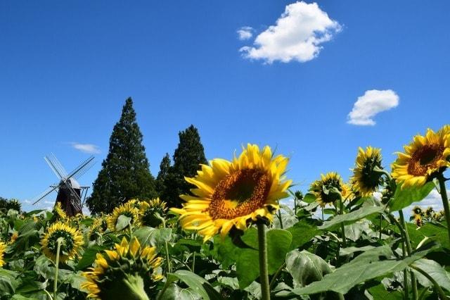 みんな集まれ！夏まつり（あけぼの山農業公園）
