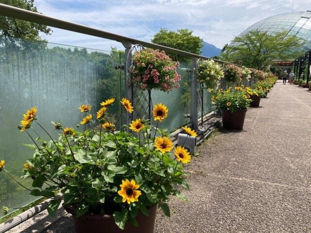 とっとり花回廊　花の日入園料無料