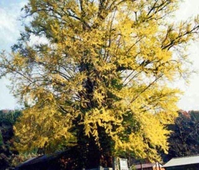 【紅葉・見ごろ】妙見社