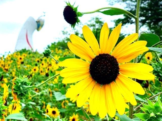 万博記念公園 ひまわりフェスタ