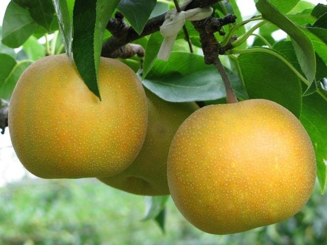 梨狩り（世羅大豊農園）
