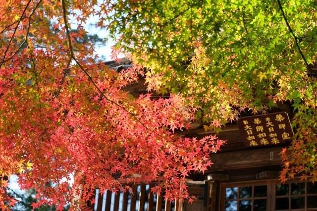 【紅葉・見ごろ】白峯寺