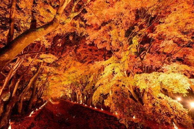第25回富士河口湖紅葉まつり
