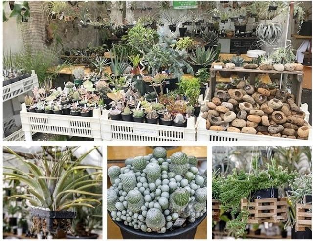 秋の植木市（靱公園）