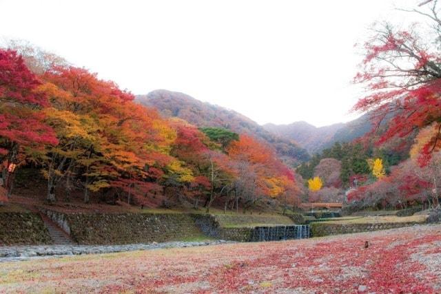 【紅葉・見ごろ】養老公園