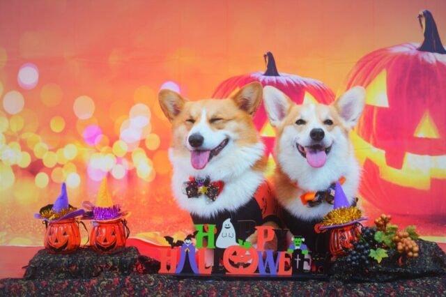 DOG HALLOWEEN in i+Land nagasaki