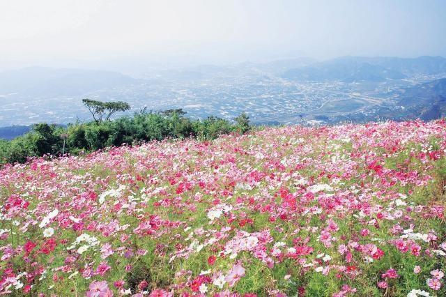 【花・見ごろ】鷲ヶ峰コスモスパークの秋桜