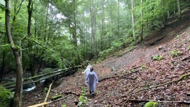 個人ではできない特別な体験 貸切りの森を歩く森林セラピーツアー