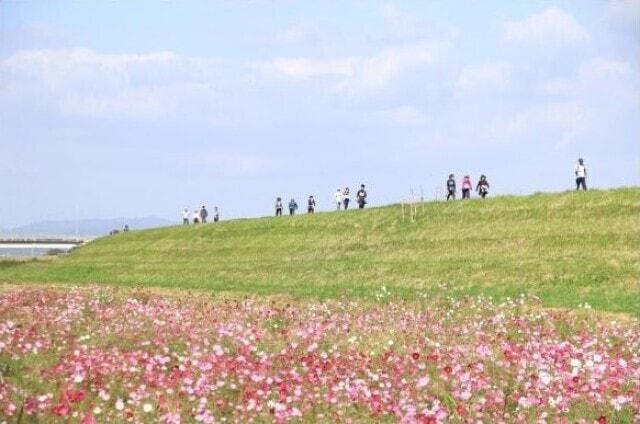 七城ふるさとコスモスウォーク