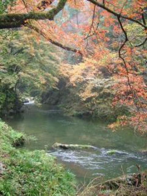 【紅葉・見ごろ】高瀬峡