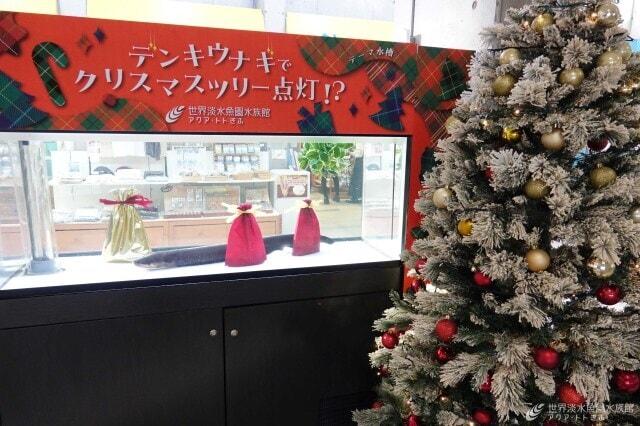 テーマ水槽「デンキウナギでクリスマスツリー点灯！？」