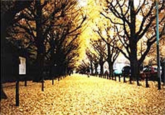 【紅葉・見ごろ】神宮外苑いちょう並木