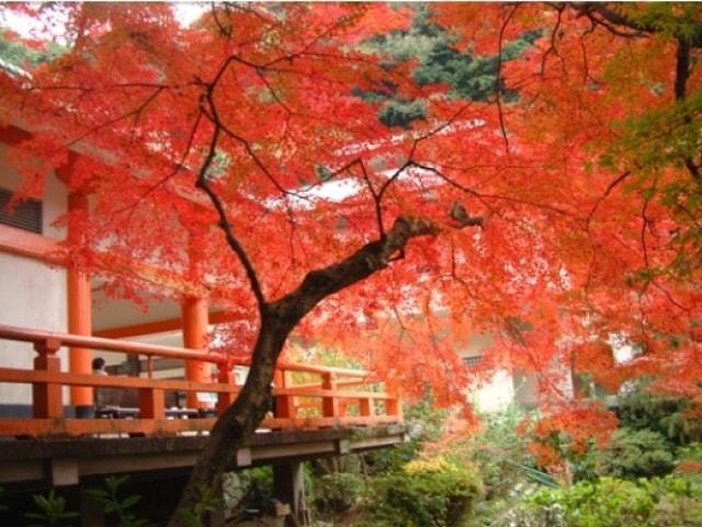 清水山もみじ狩り