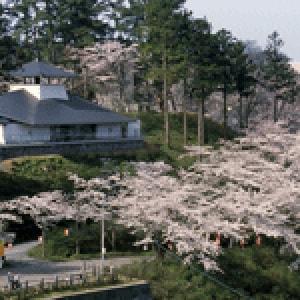 【桜・見ごろ】本荘公園