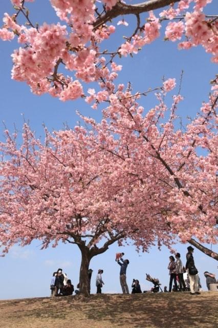 【桜・見ごろ】伊勢崎市みらい公園