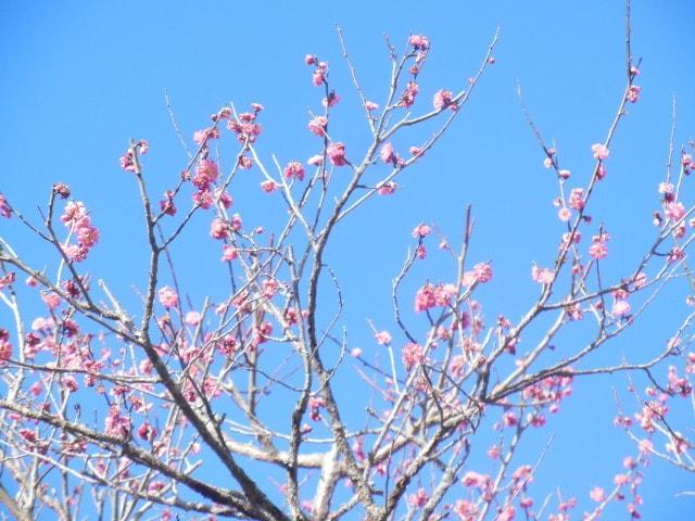 【花・見ごろ】城山公園の梅園