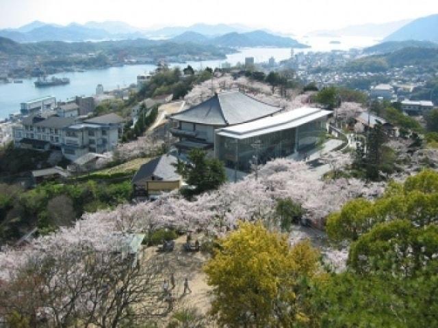 【桜・見ごろ】千光寺公園