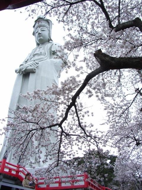 【桜・見ごろ】観音山公園