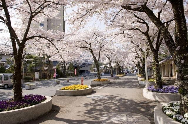 【桜・見ごろ】花巻温泉