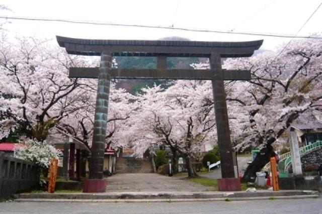 【桜・見ごろ】鬼怒川護国神社
