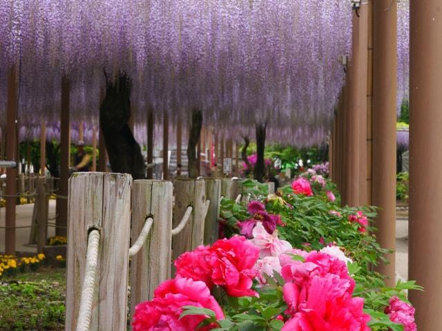 第59回　こうなん藤まつり