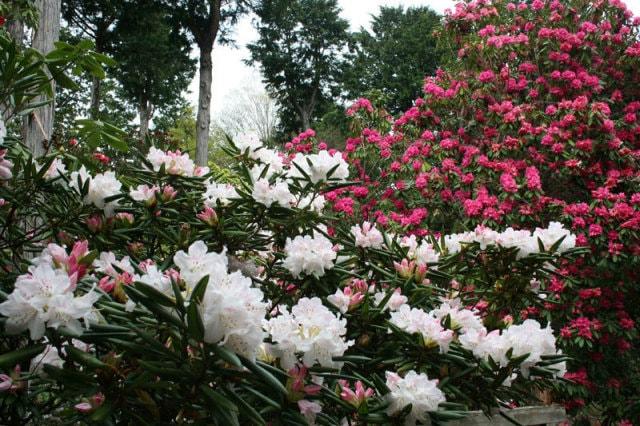 【花・見ごろ】修善寺虹の郷　しゃくなげの森