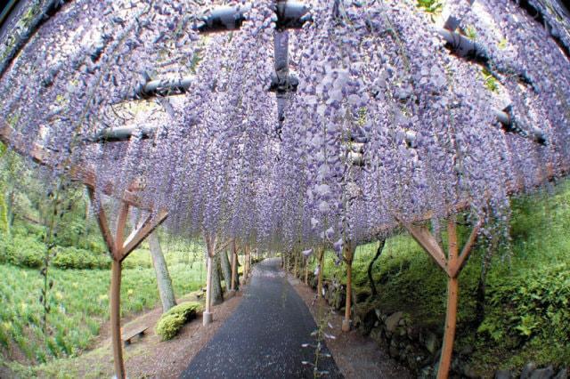 【花・見ごろ】修善寺虹の郷　藤棚