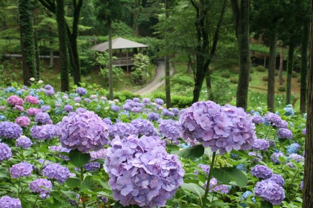 【あじさい・見ごろ】修善寺虹の郷