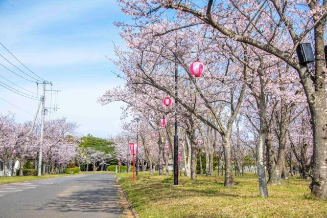 【桜・見ごろ】神栖市神之池緑地