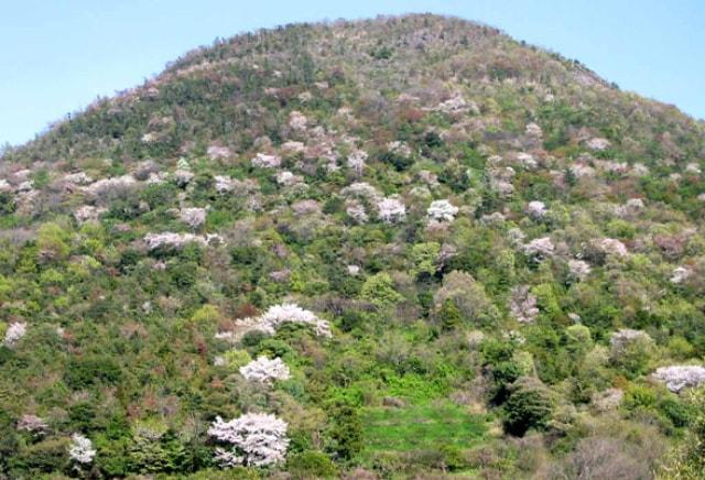 【桜・見ごろ】筆ノ山