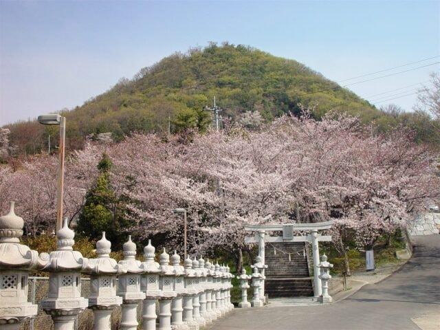 【桜・見ごろ】白山神社