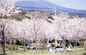 【桜・見ごろ】霧島高原国民休養地