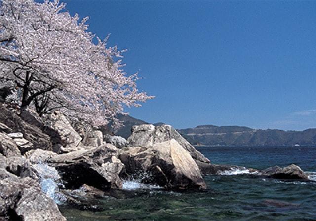 【桜・見ごろ】海津大崎