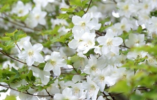 【花・見ごろ】蕎麦粒山のシロヤシオ