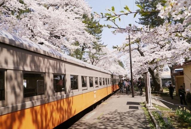 金木桜まつり