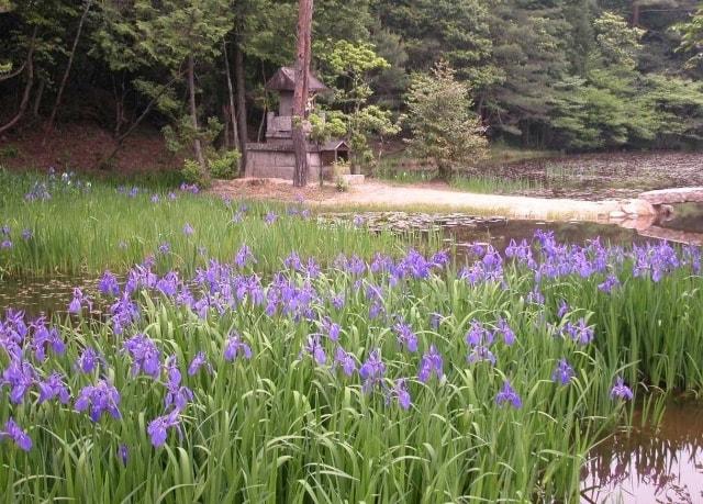 【花・見ごろ】弁財天の池 カキツバタ