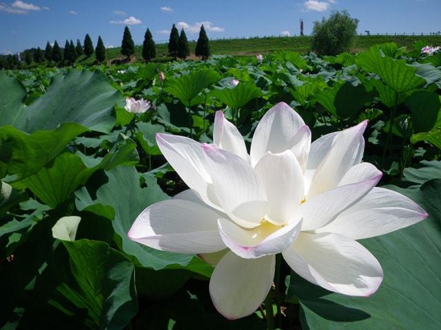 【花・見ごろ】千栗土居公園のハス