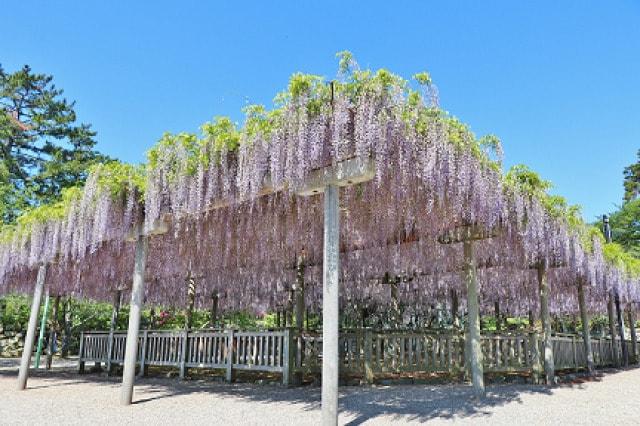 【花・見ごろ】松阪公園（松坂城跡）の藤