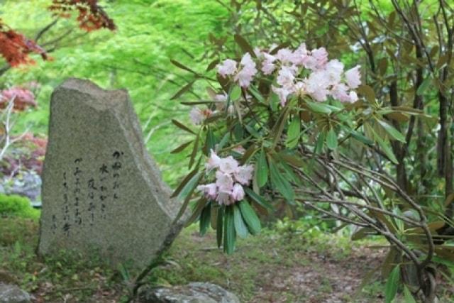 【花・見ごろ】波瀬泰運寺のシャクナゲ