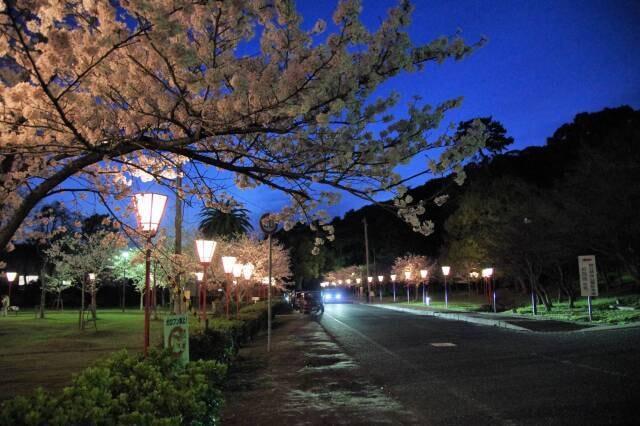 【桜・見ごろ】琴弾公園