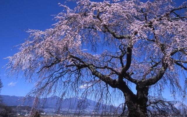 【桜・見ごろ】関所破りの桜