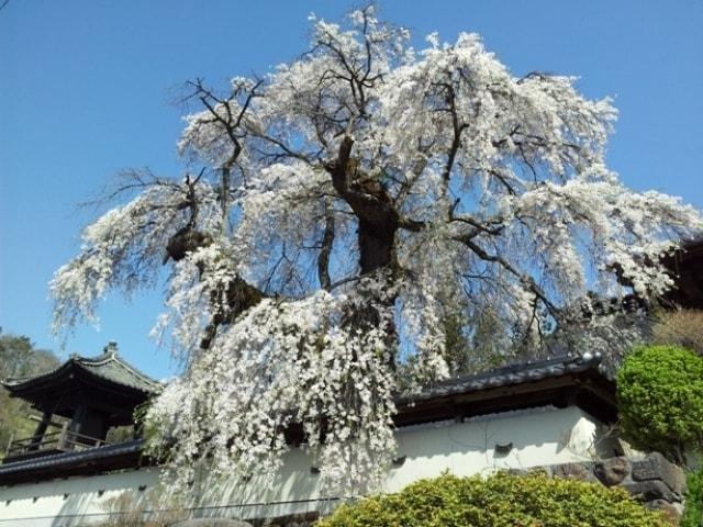 【桜・見ごろ】福王寺